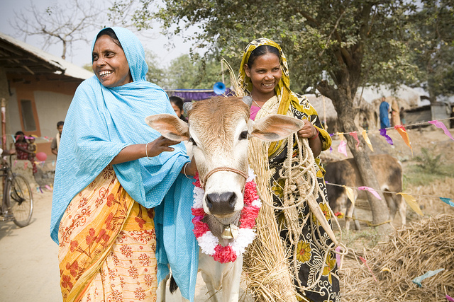 Give Heifer this Giving Tuesday