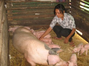 Pa Phoeuk with her pigs in Cambodia