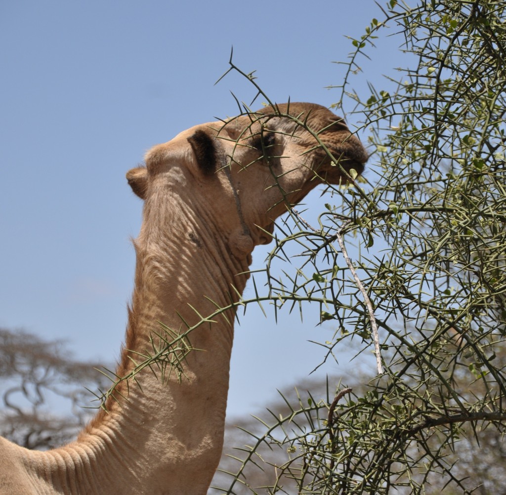 Camel in Tanzania