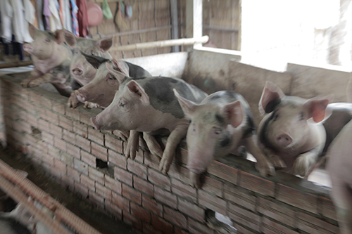 Cyber Monday Pigs: Family of pigs gather in a barn