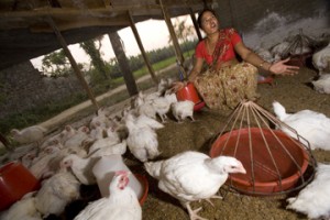 Empowering Ganga Khanal and her chickens