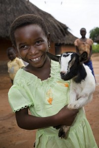 Last-minute gifts from Heifer International.