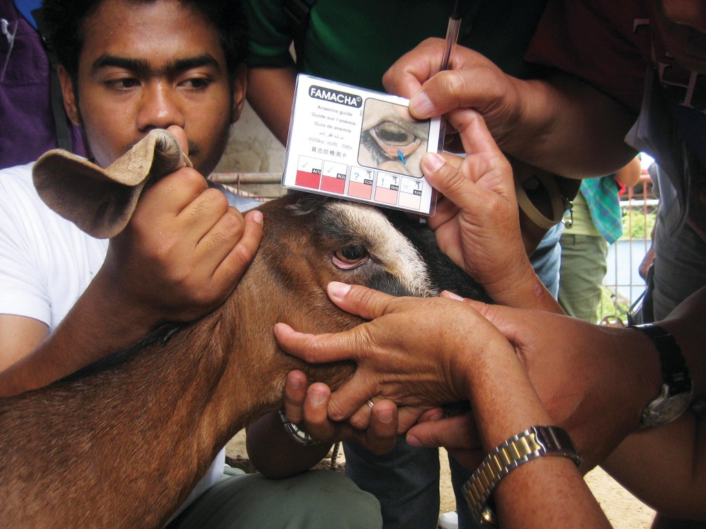 This Holiday Season, Give the Gift of Animal Care | Heifer International