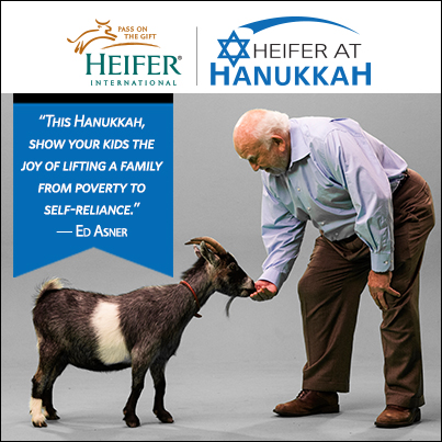 Heifer at Hanukkah