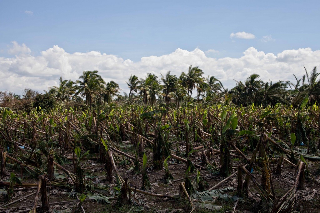 A banana plantation, destroyed by Typhoon Bopha.