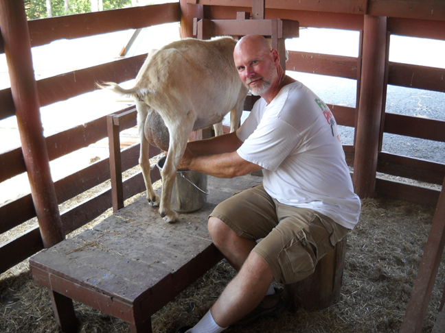 Heifer Ranch volunteer Richard milking goat