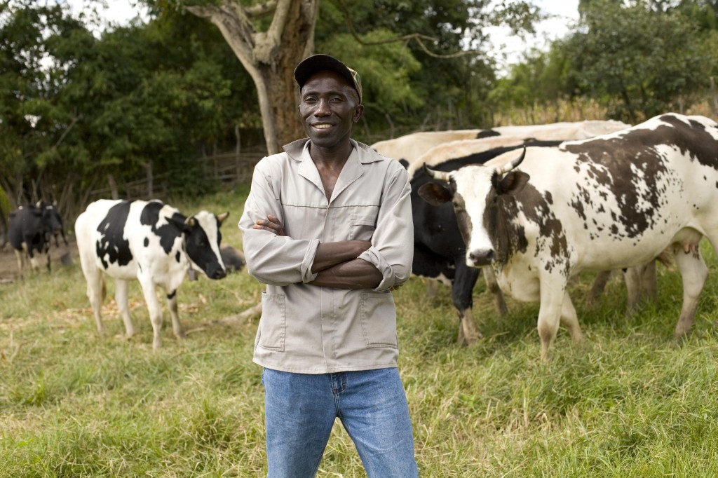 Heifer Zambia Fisenge Dairy Cattle Project Phase II