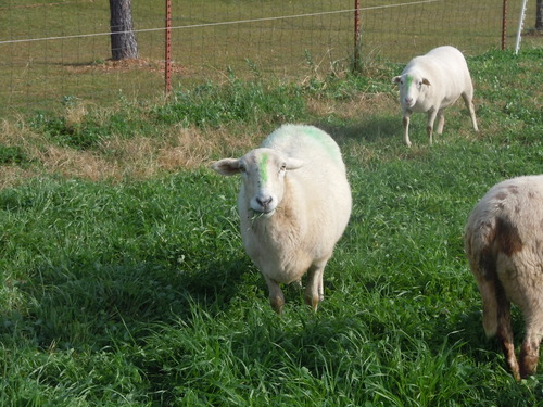 Heifer Ranch Sheep