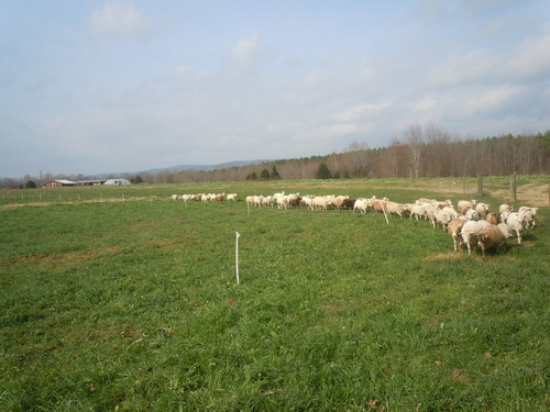 Heifer Ranch Sheep