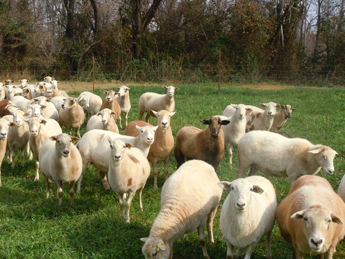 Heifer Ranch Sheep