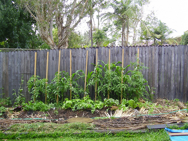 Backyard garden