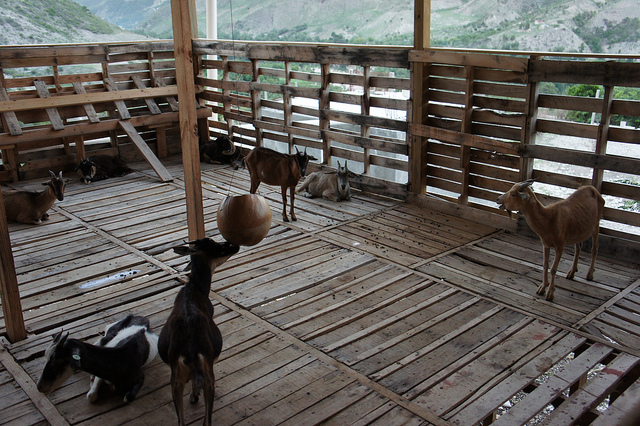 Post Haiti Earthquake Goat Breeding Center