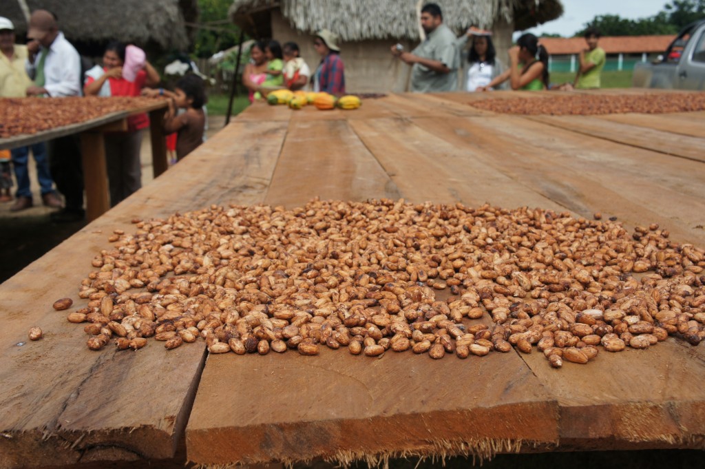 Cacao seeds drying in the sun. Photo by Jason Woods, courtesy of Heifer International.