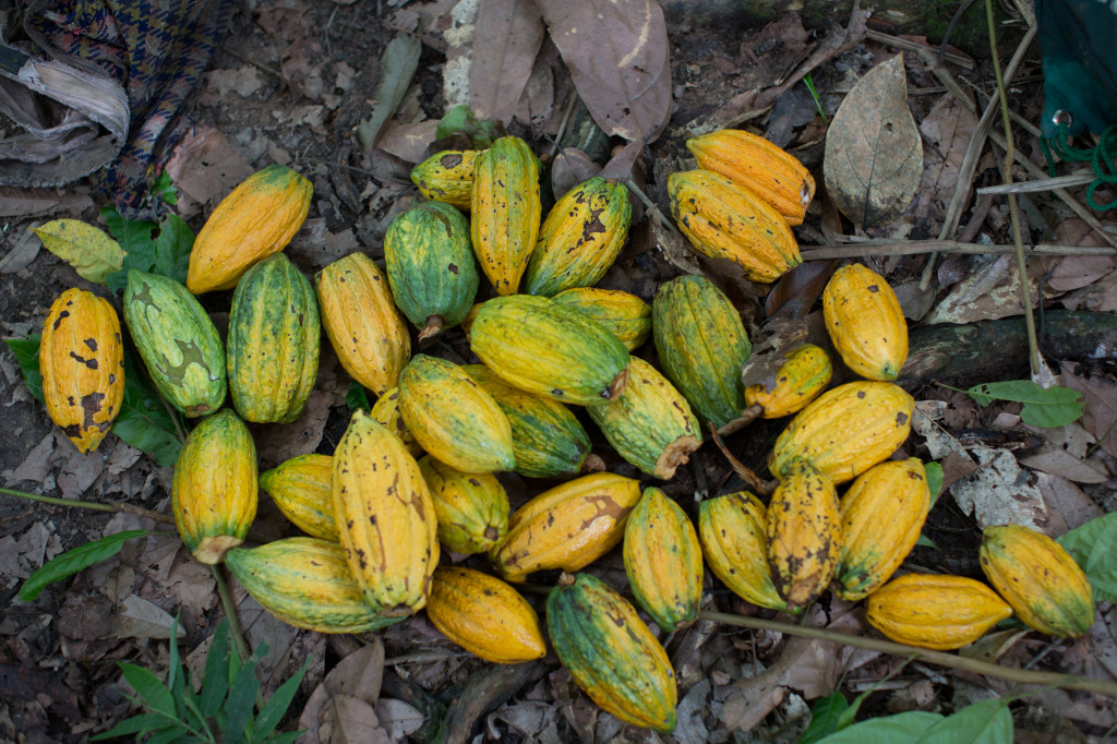 Recently harvested cacao pods. Photo by Dave Anderson, courtesy of Heifer International.