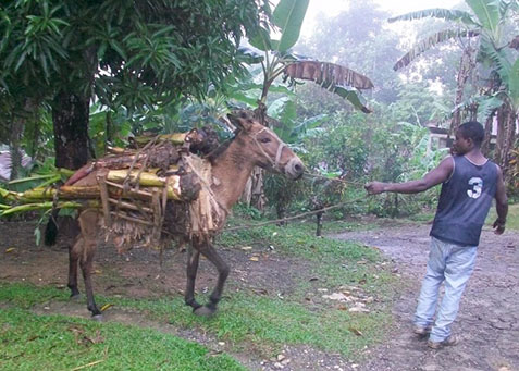 A project participant transports his banana rhizome from the distribution site to his farm. Photo courtesy of Heifer Haiti.