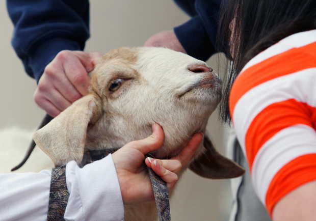 Goat kissing