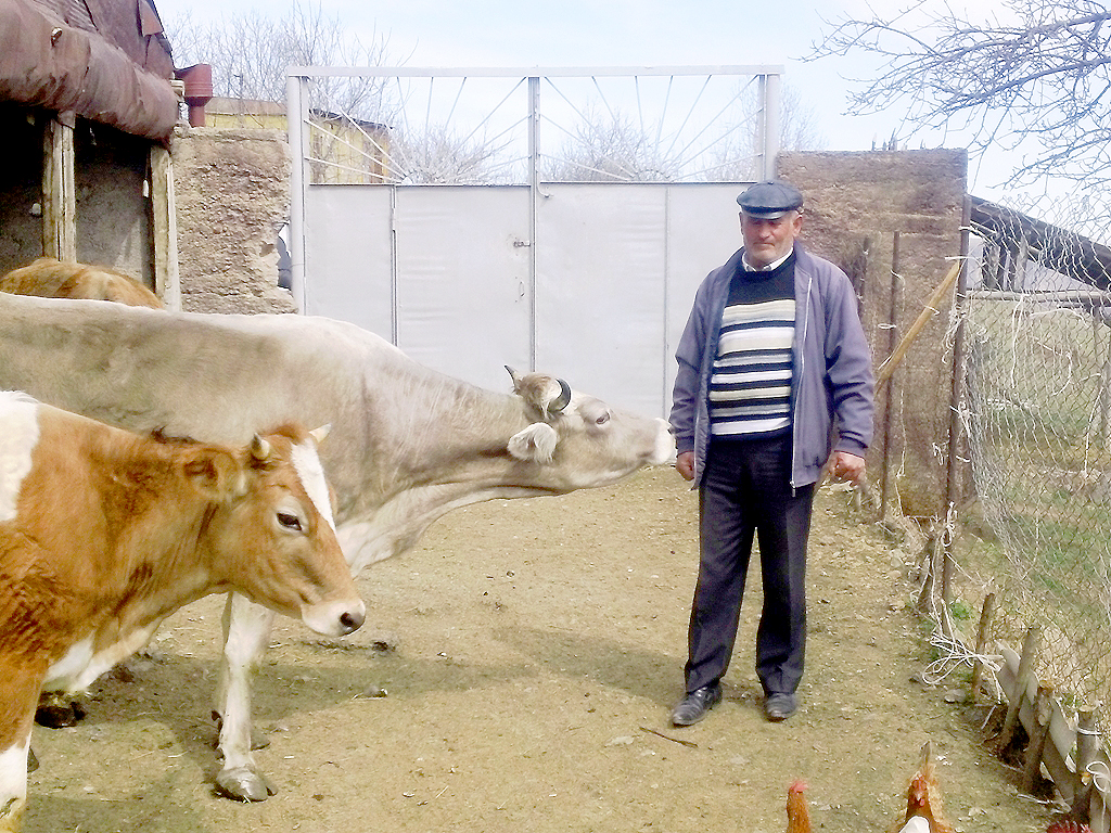 Syran stands with his cows. He and his family plan to own additional livestock. Photo by Sergey Meloyan, CARMAC Project Coordinator, Heifer Armenia