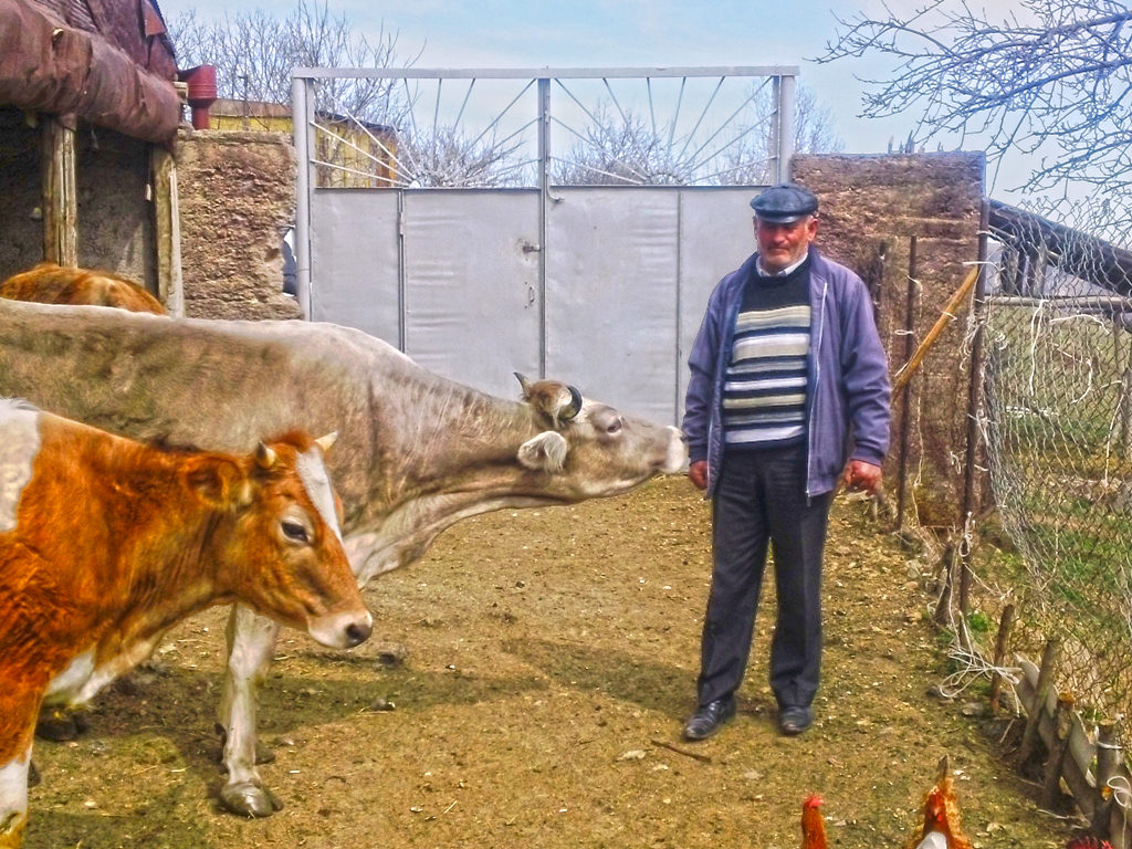 Heifer International project participant Seyran Hambardzumyan, standing here with his cows, offers his veterinary services to his own village and surrounding communities in Armenia. Photo courtesy of Heifer Armenia.