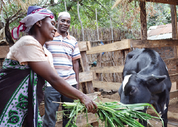Juhudi Dairy Cattle Farmer group chairperson Salum Mgome from Magole village in Kilosa District, Morogoro Region looks at his wife Asha Omary as she feeds their cattle. (Photo credit: Prosper Makene, IPP Media)
