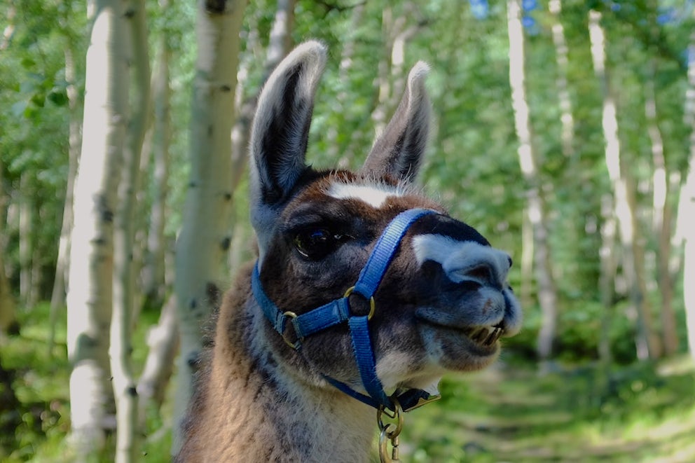 A llama's face with long ears with a forest in the background.
