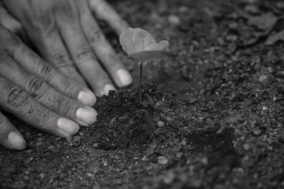 hands planting a sprout