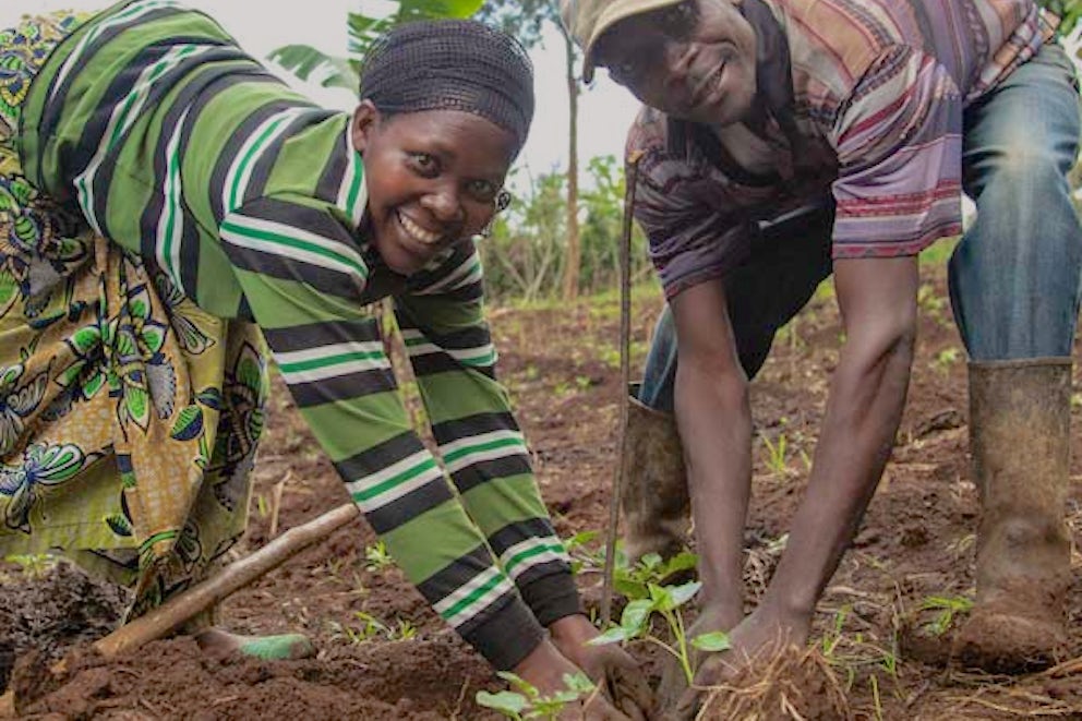 Farmers plant sprouts in the soil