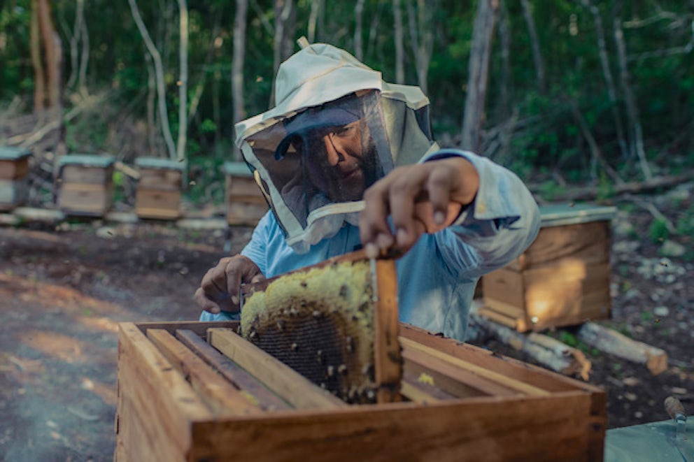 beekeeper tending to his beehive