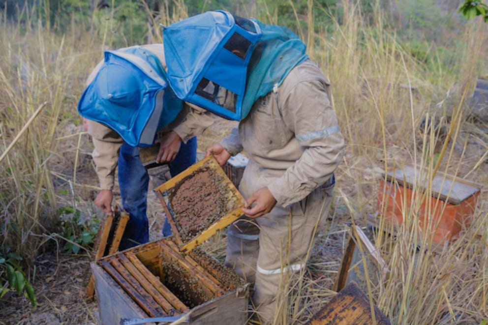 two beekeepers tending to beehive