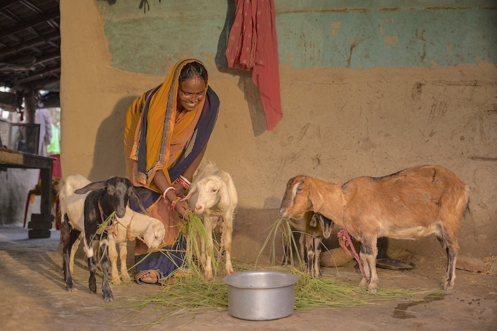Indira Devi tends to her goats in her house in Hardware village, Bihar, India