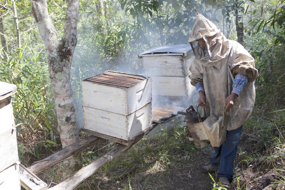 A beekeeper in Honduras cares for their bees