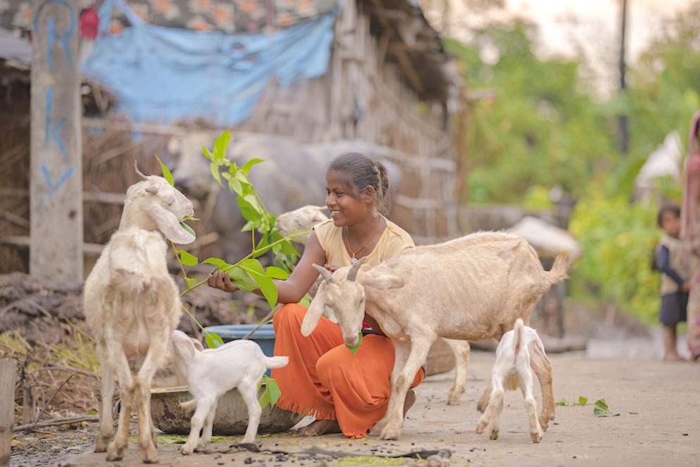 A girl feeds several goats in Madhubani, Bihar, India