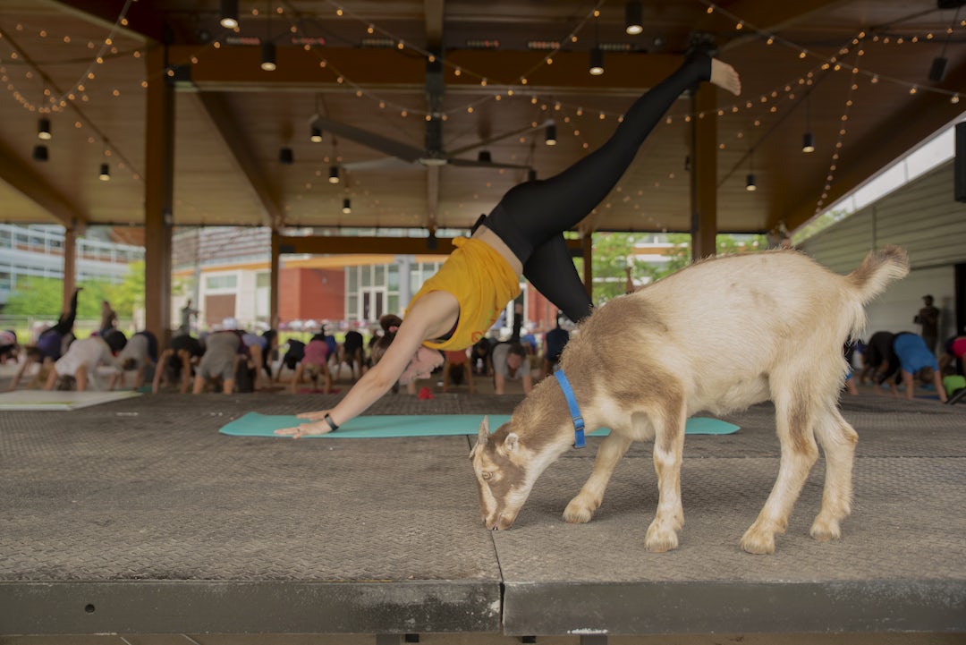 Goat Yoga | Heifer International