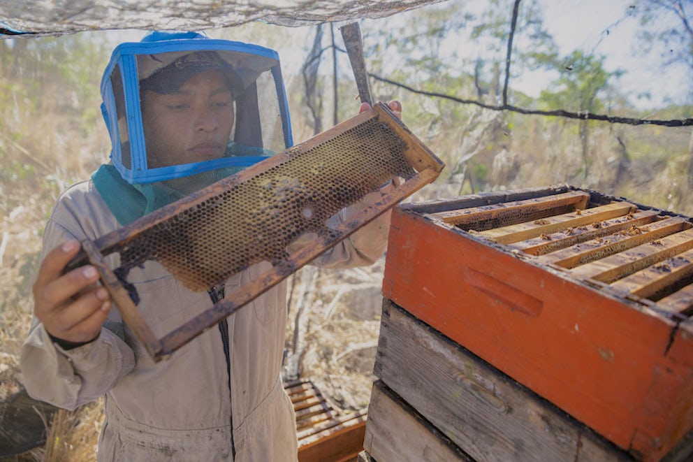 Beekeeper harvesting honey from beehive