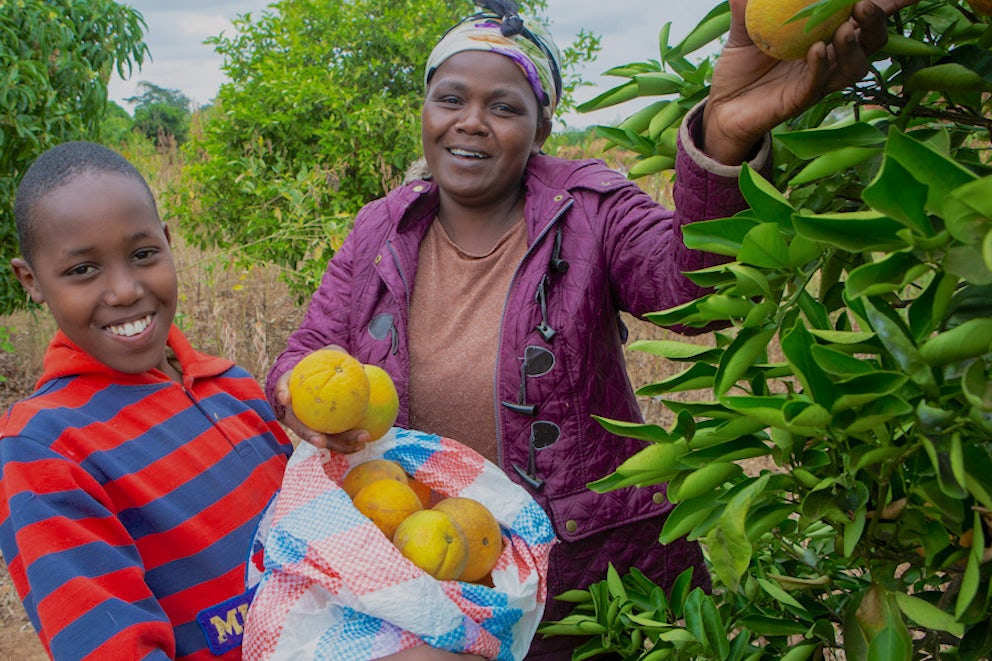 mother and child harvest oranges grown on their trees