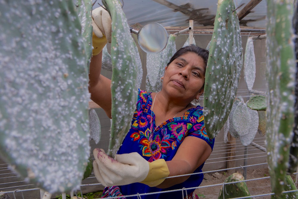 Rosalinda inspects the Nopal cactus paddles to see if they are ready to be collected for dye production. 