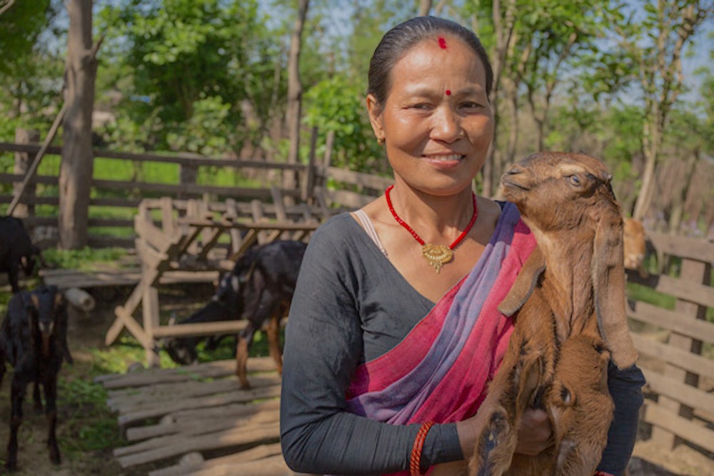 Basmati Budha holds  one of her family’s goats.