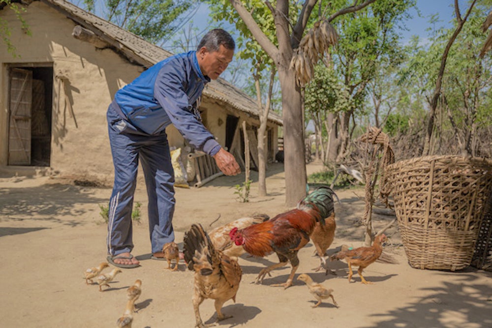Madankumar feeds the family's chickens.