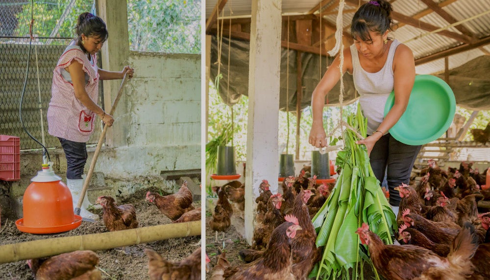 乔治娜巴斯克斯·佩雷斯激起她的家庭垃圾的鸡笼甚至出水分,防止不良气味和疾病的传播。她降低叶子这样蛋鸡总是有新鲜的素材。