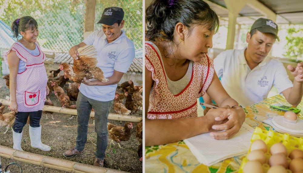 开云体育官方下载安装手机版苹果小母牛家禽技术员伊万·冈萨雷斯帮助乔治娜巴斯克斯·佩雷斯会计,这样她可以更好地管理自己的业务。他也检查蛋鸡在她家人的鸡笼。