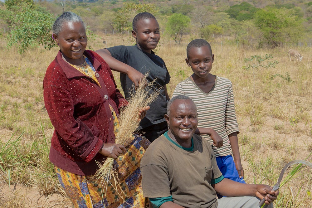 Serah, Benjamin, Julius and Annastacia harvest their brachiaria, a drought-resistant, high-protein fodder for dairy cows. 