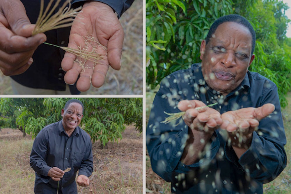 Joseph showing the seeds from boma rhodes grass.
