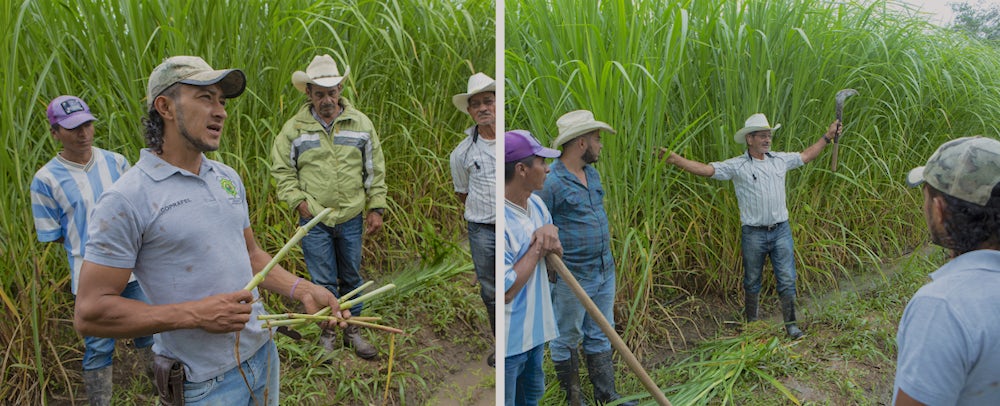 Isauro & Carlos teaching a group about how to manage grasses for fodder to increase yield per linear meter.