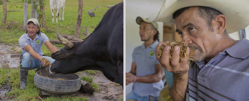 Isauro解释了喂养奶牛时青贮饲料的生产和重要性。青贮可以提高奶牛的产奶量和繁殖能力。