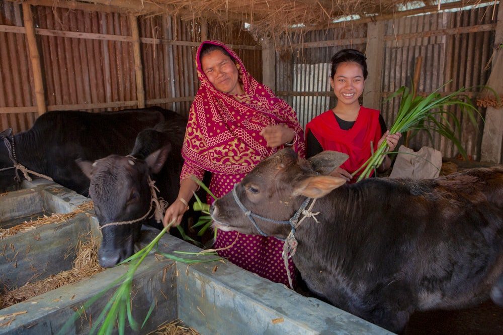 Aeysha and her daughter Amina Akter feed their cows.