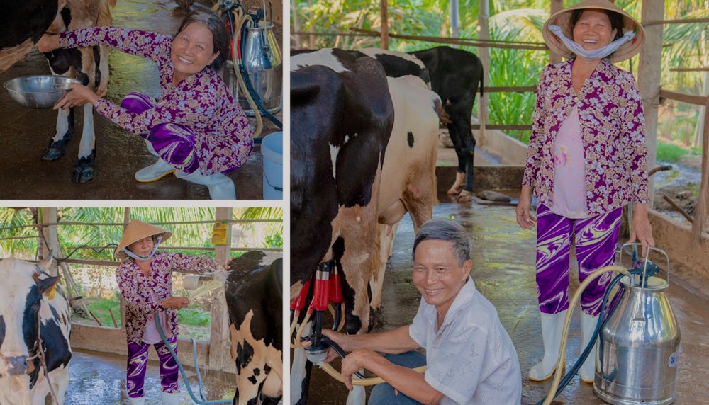Phan Thi Loc and Tran Van Cong work hard to take care of their dairy business