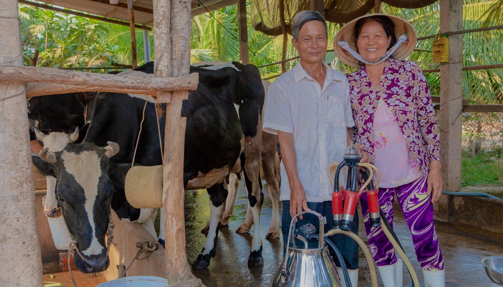 Phan Thi Loc and Tran Van Cong pose in front of one of their cows.
