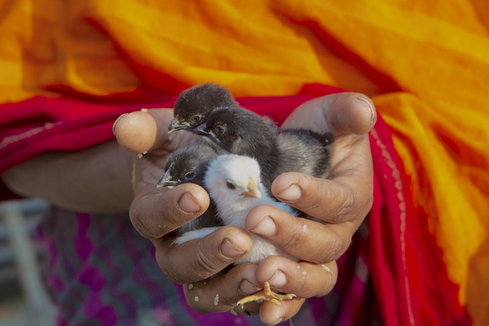 Suktara holds a handful of baby chickens.