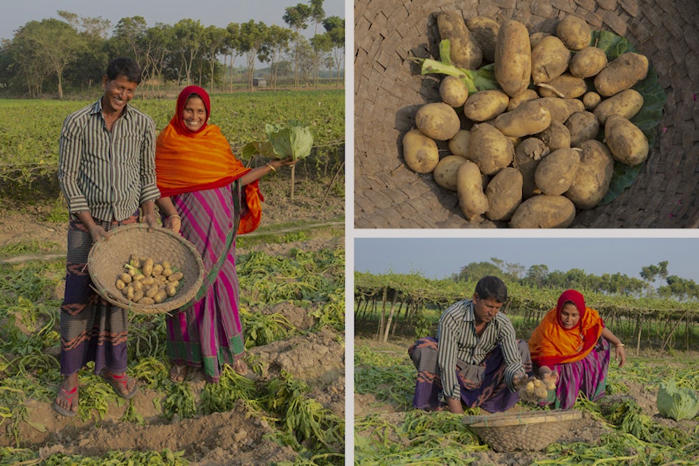 Suktara harvests potatoes with her husband Sohorab.