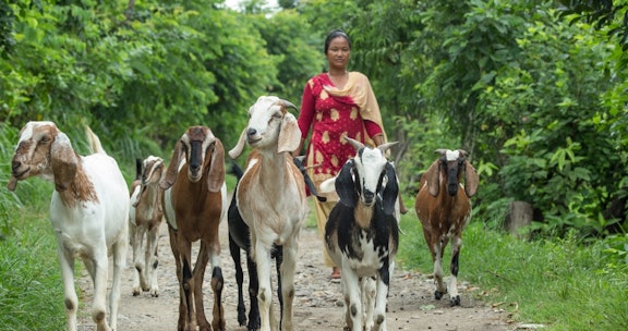 Uma herds her goats