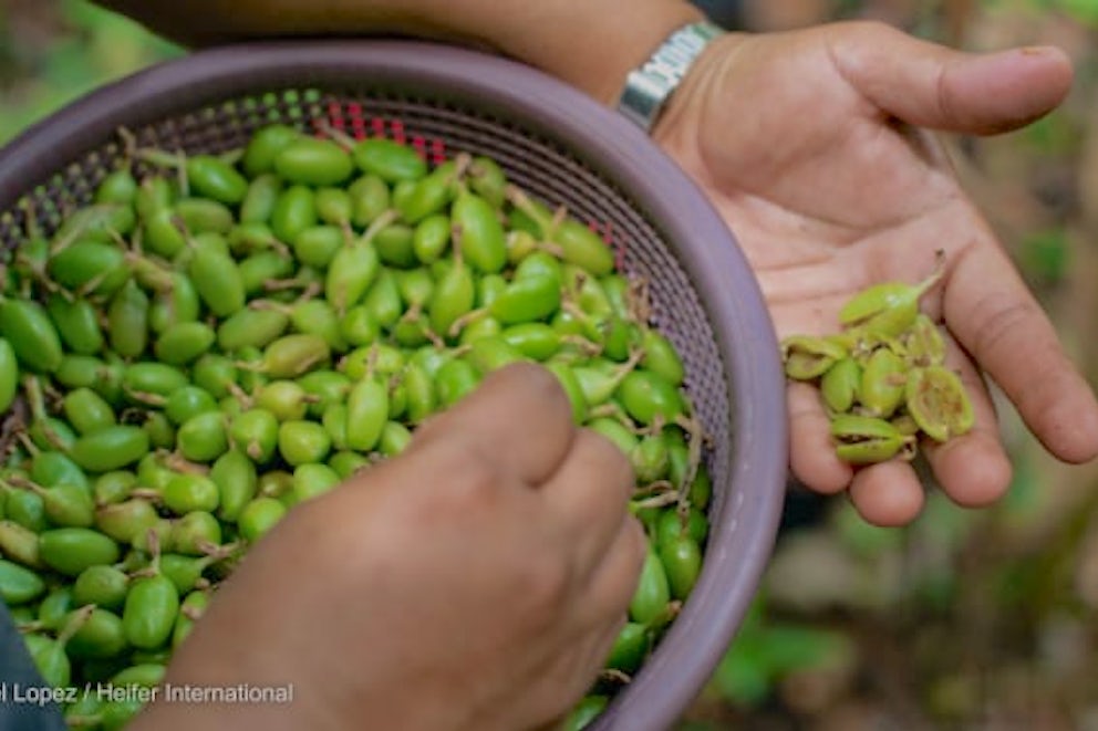Opinion: Investing in farmers is key to Guatemala's pandemic recovery.